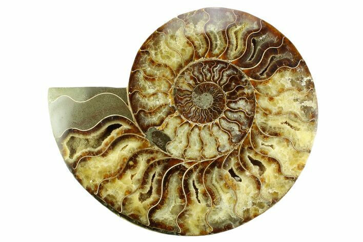 Cut & Polished Ammonite Fossil (Half) - Madagascar #359528